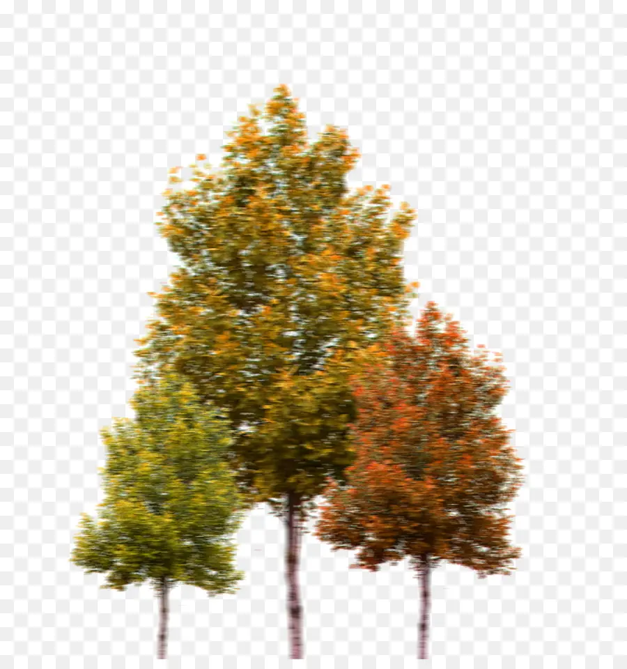 Abedul Plateado，Árbol PNG