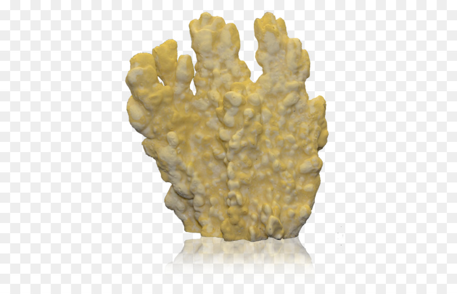 Coral，Acuario PNG