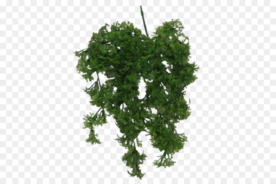 Hoja，Vegetal De Hoja PNG