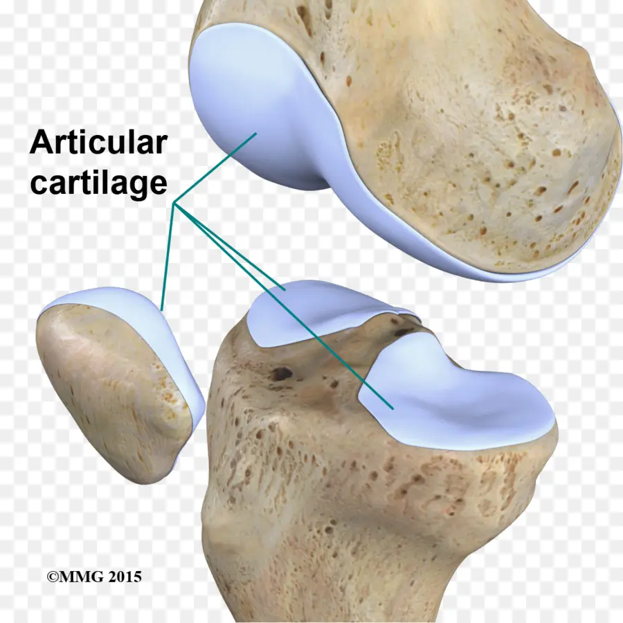 Cartílago Articular，Articulación PNG