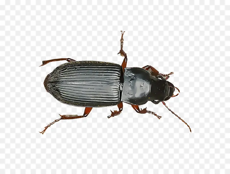 Escarabajo，Escarabajo Del Estiércol PNG