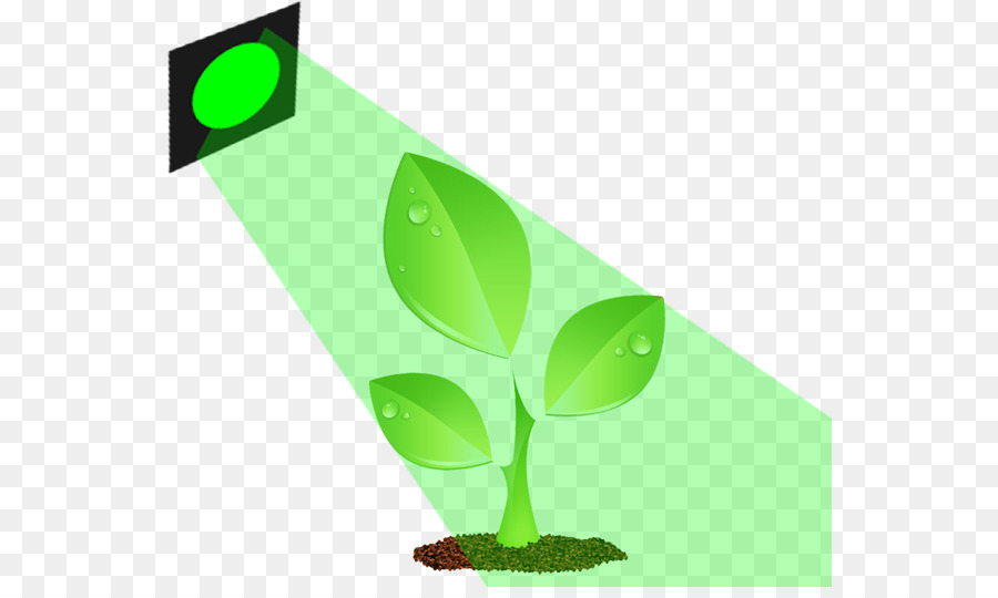 Luz，Plantas PNG