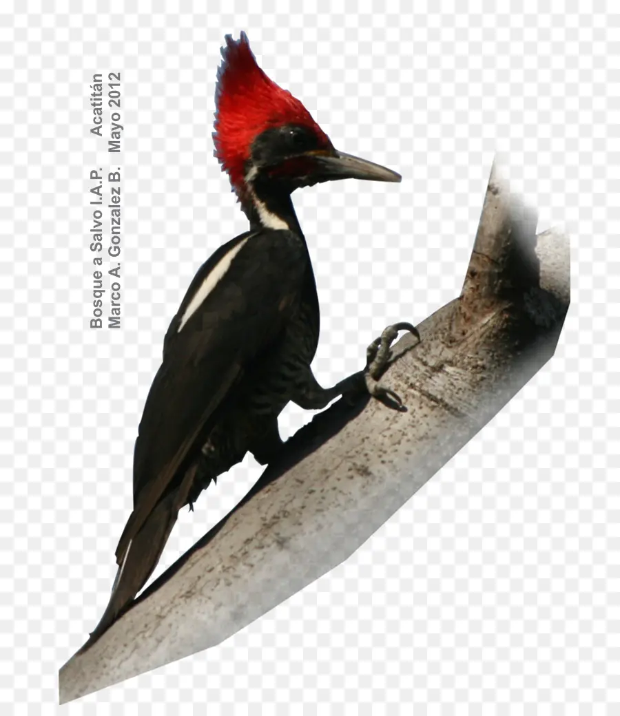 Woodpecker，Aves PNG