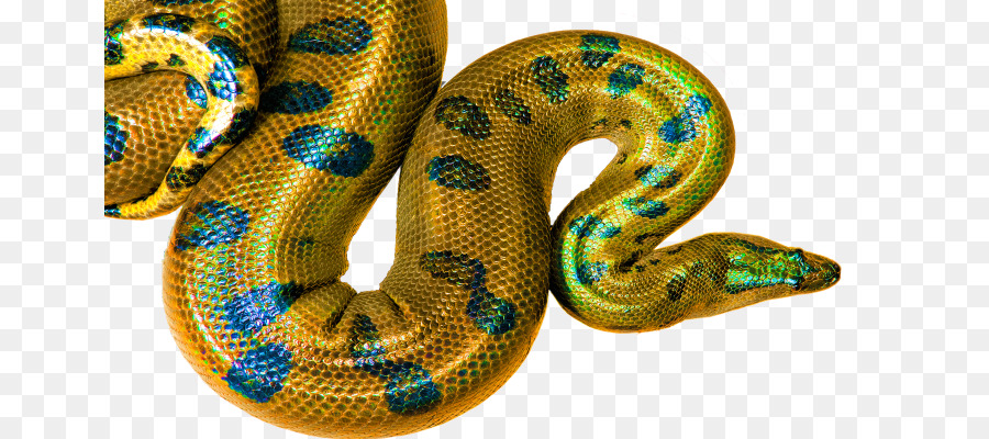 Boa Constrictor，Serpiente PNG