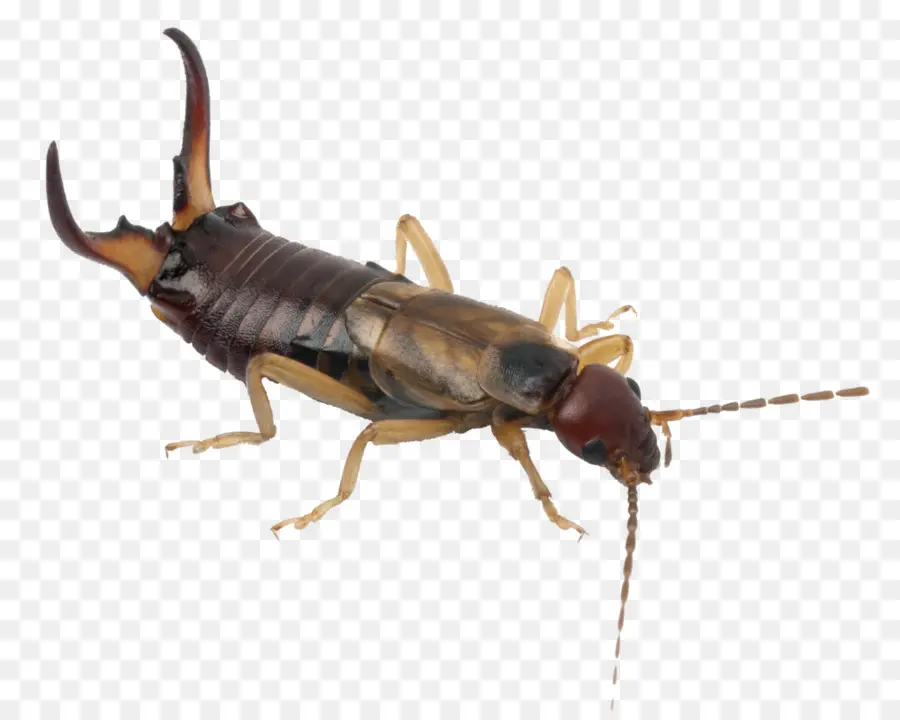 Insecto，Twig Europeo PNG