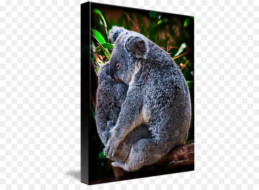 Koala，Oso PNG