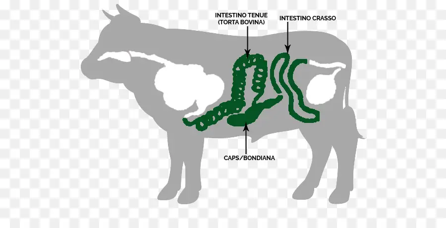 Diagrama De Vaca，Vaca PNG