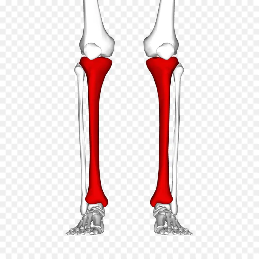 Tibia，Espinillas PNG