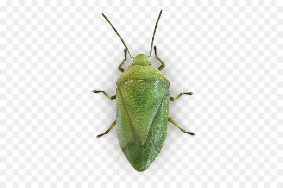 Insecto，Verdaderos Errores PNG