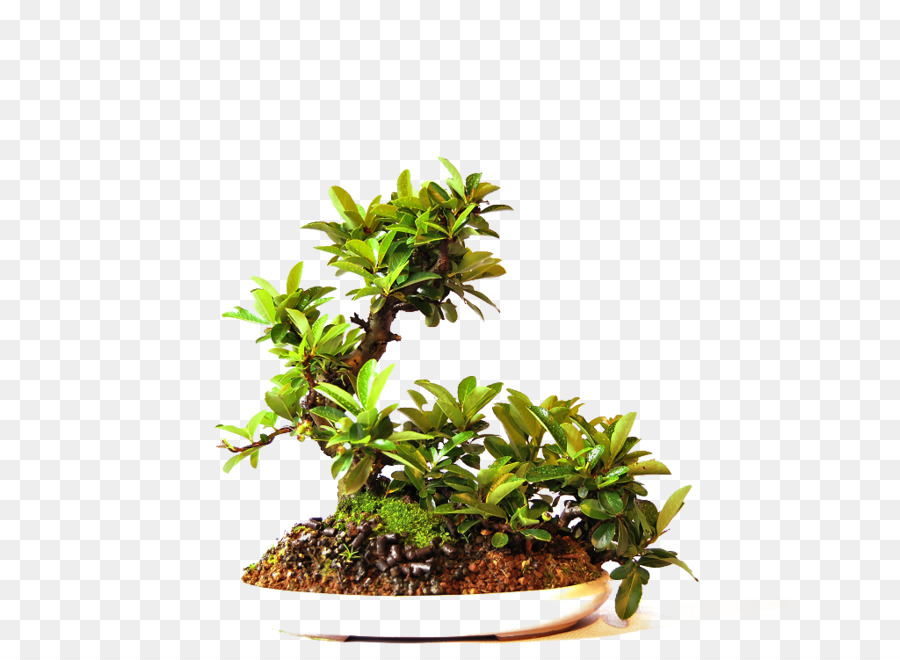 Bonsai，árbol PNG