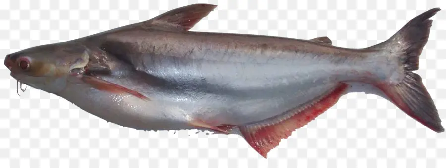 Iridiscente De Tiburón，Los Peces PNG