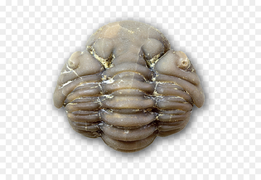 Los Trilobites，Fósiles PNG