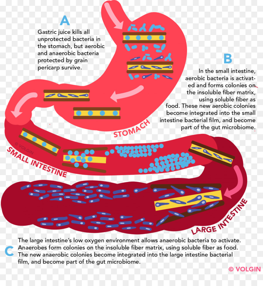 La Flora Intestinal，Tracto Gastrointestinal PNG