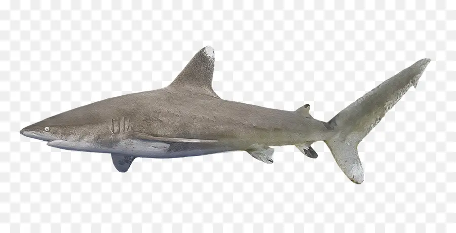 Tiburones Réquiem，Tiburones Miserables PNG