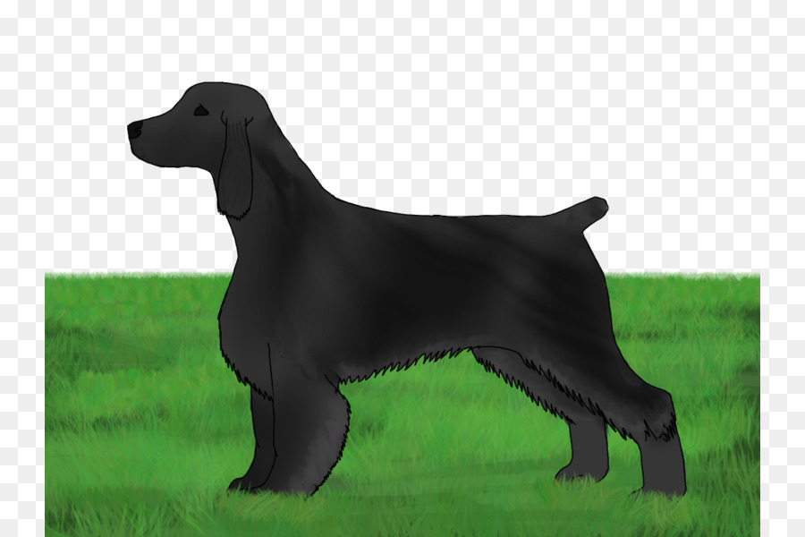 Flatcoated Retriever，Labrador Retriever PNG