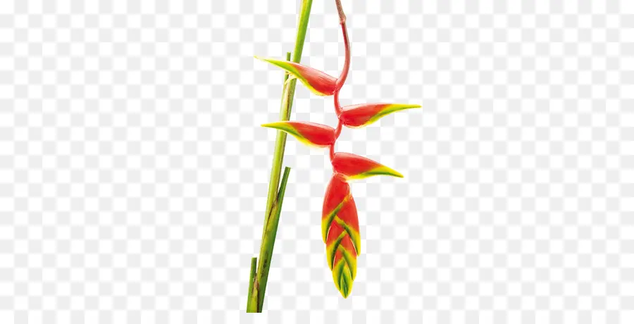 Falso Bird Of Paradise，Flor PNG