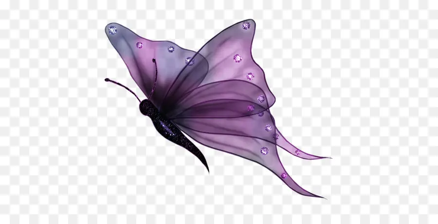 Mariposa，Color Decorativo Mariposa Ilustraciones PNG