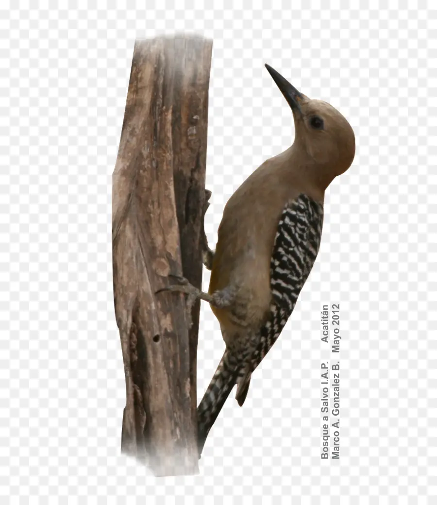 Woodpecker，Aves PNG