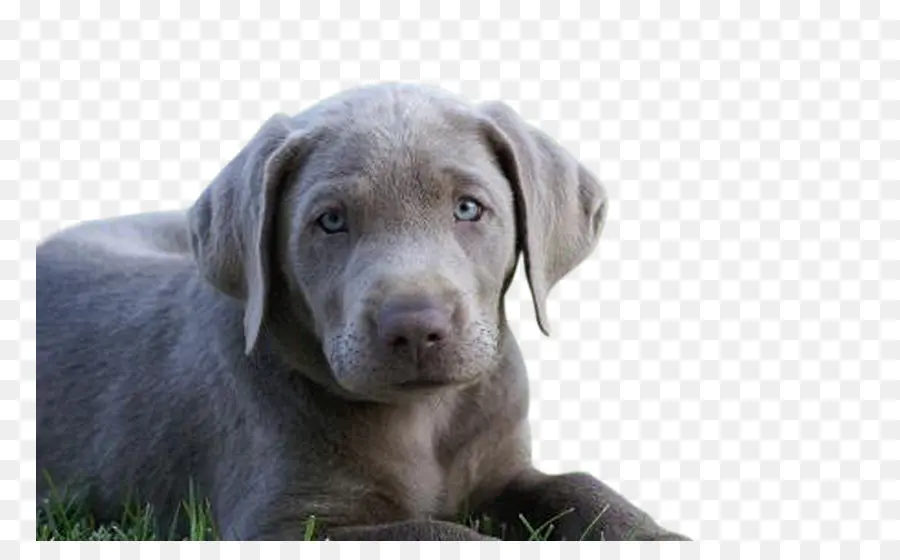 Labrador Retriever，Weimaraner PNG