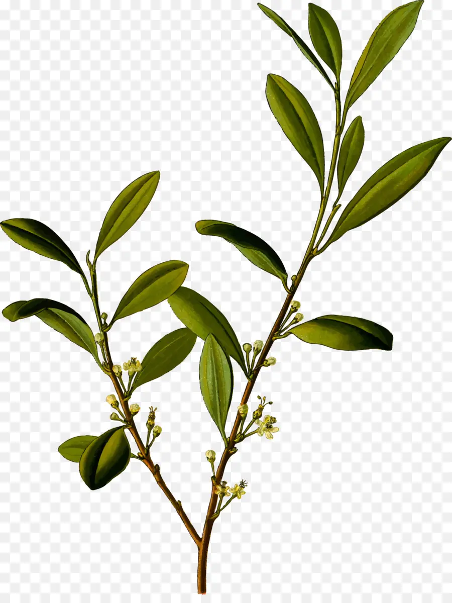 Kohler Plantas Medicinales，Erythroxylum Coca PNG