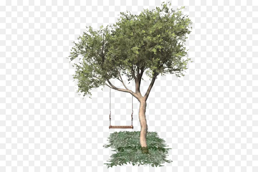 Árbol，Roble PNG