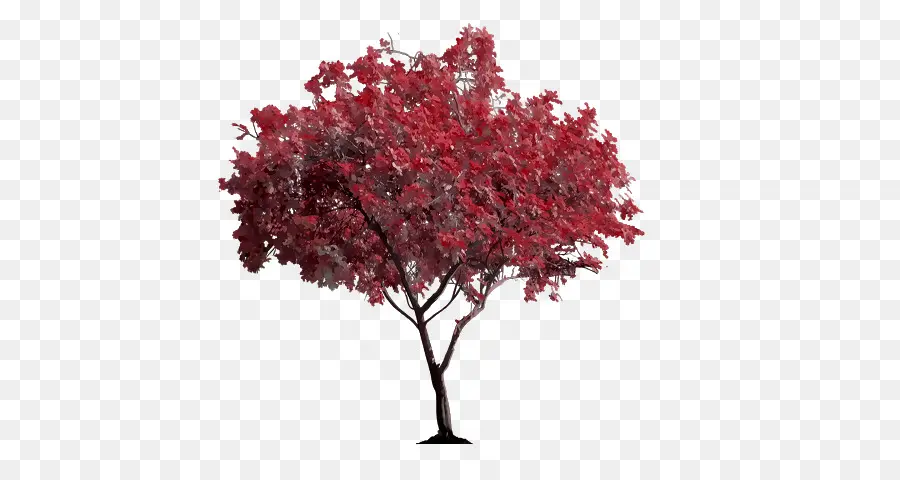 árbol Rojo，Follaje PNG