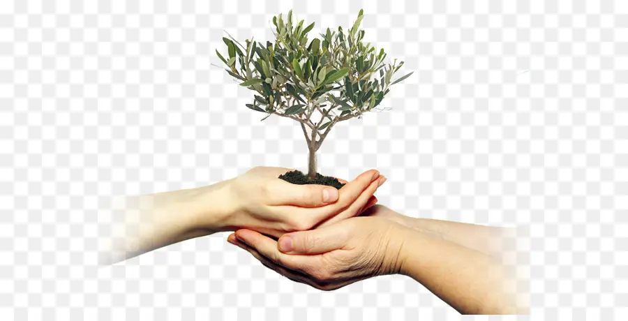 árbol Pequeño，Árbol Joven PNG