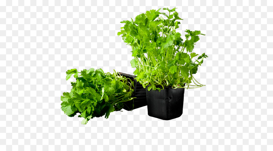 Hierba，Cilantro PNG