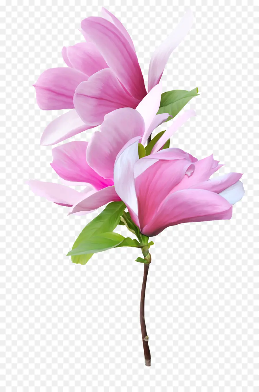 Flor De Magnolia，Florecer PNG