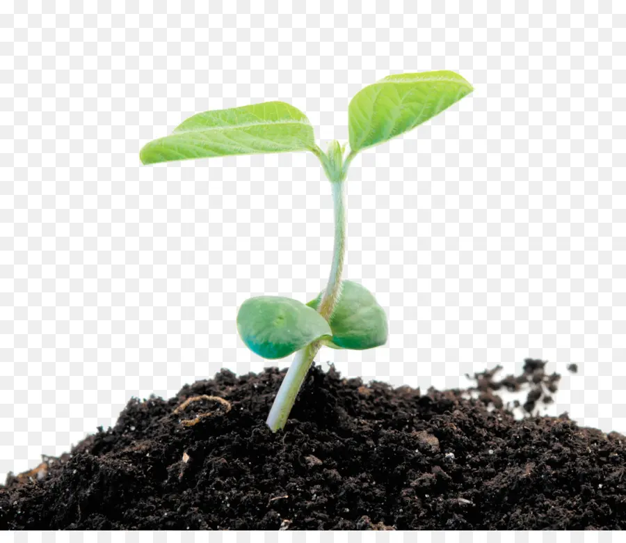 Planta De Semillero，Planta PNG