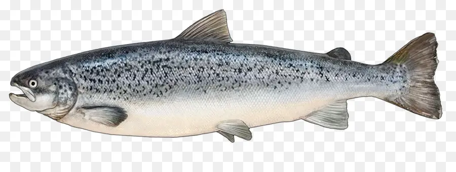 Salmón Coho，Trucha PNG