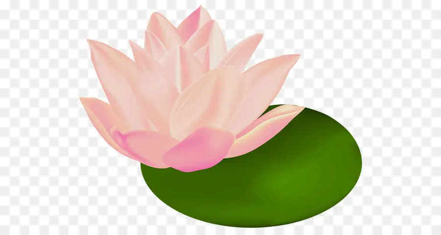 Loto Sagrado，White Waterlily PNG