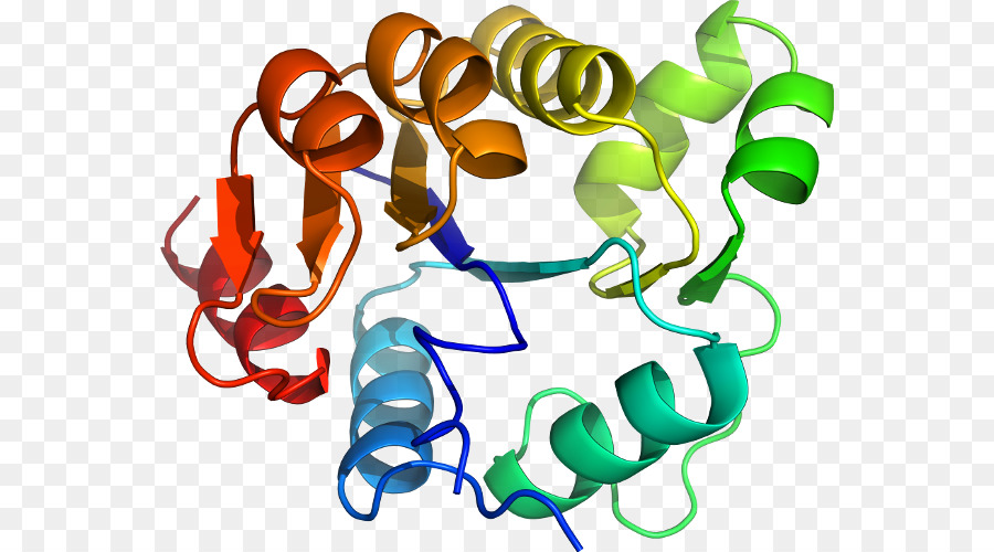 Estructura De La Proteína，Molécula PNG