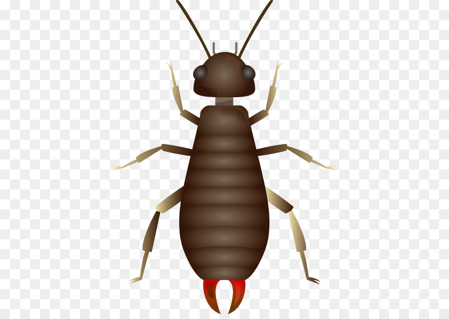 Escarabajo，Royaltyfree PNG