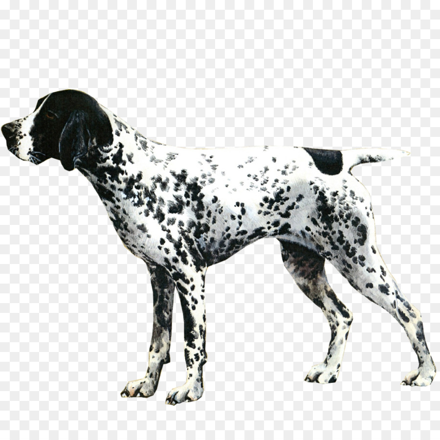 Dálmata，Perro PNG