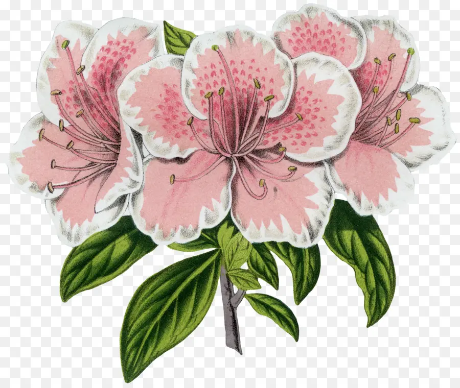 Azalea，Diseño Floral PNG