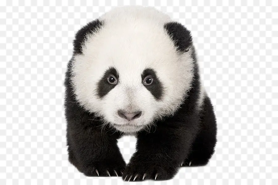 Panda Gigante，Panda Rojo PNG