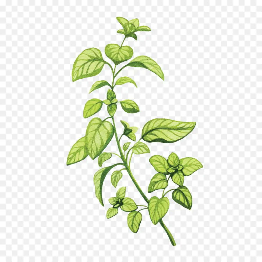 Planta De Hoja Verde，Hojas PNG