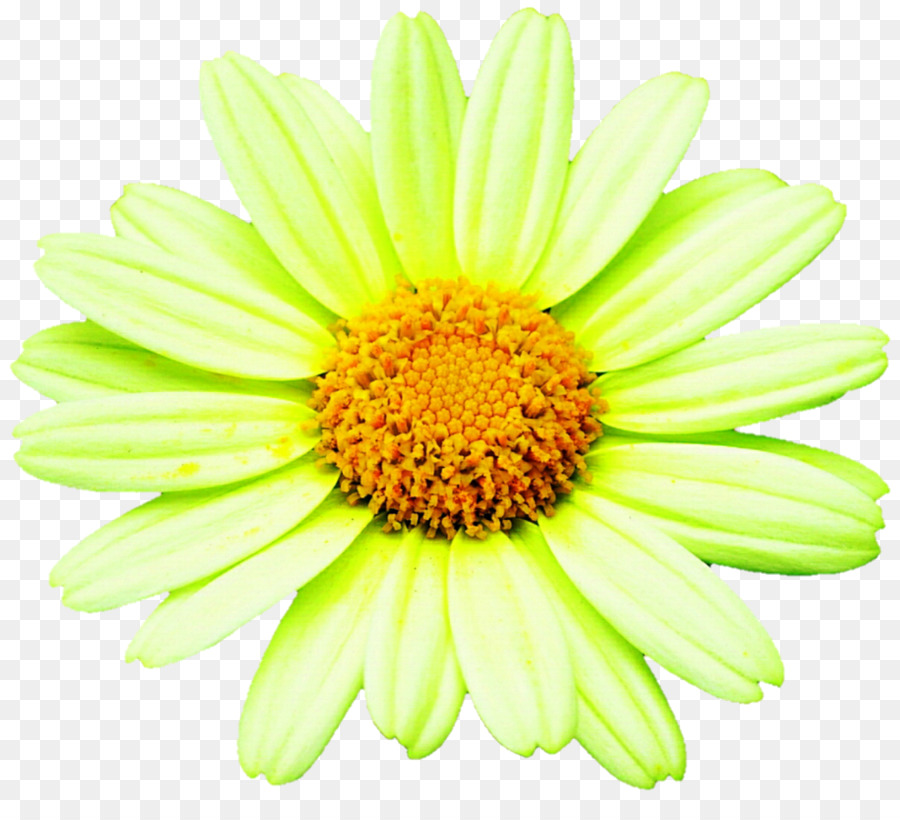 Flor Amarilla，Florecer PNG