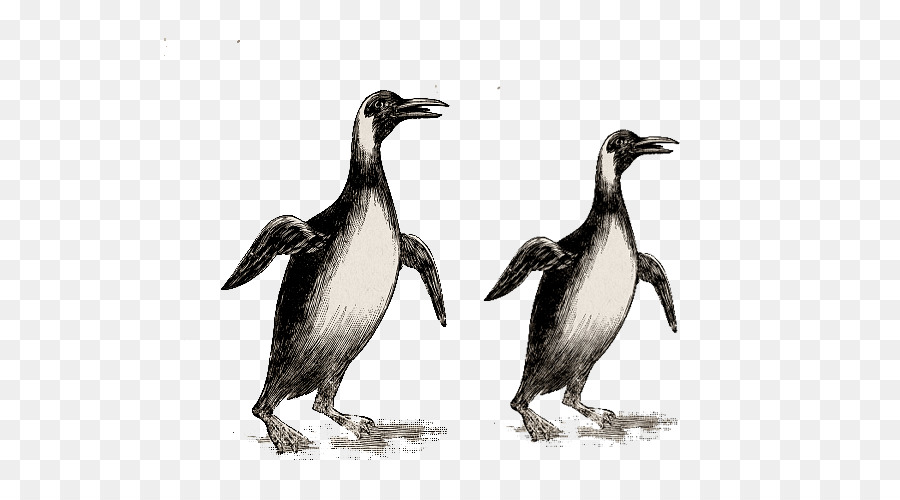 Pingüino，Dibujo PNG