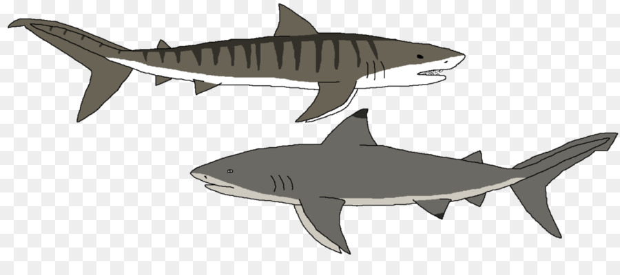 Tiburón Tigre，Tiburones Miserables PNG