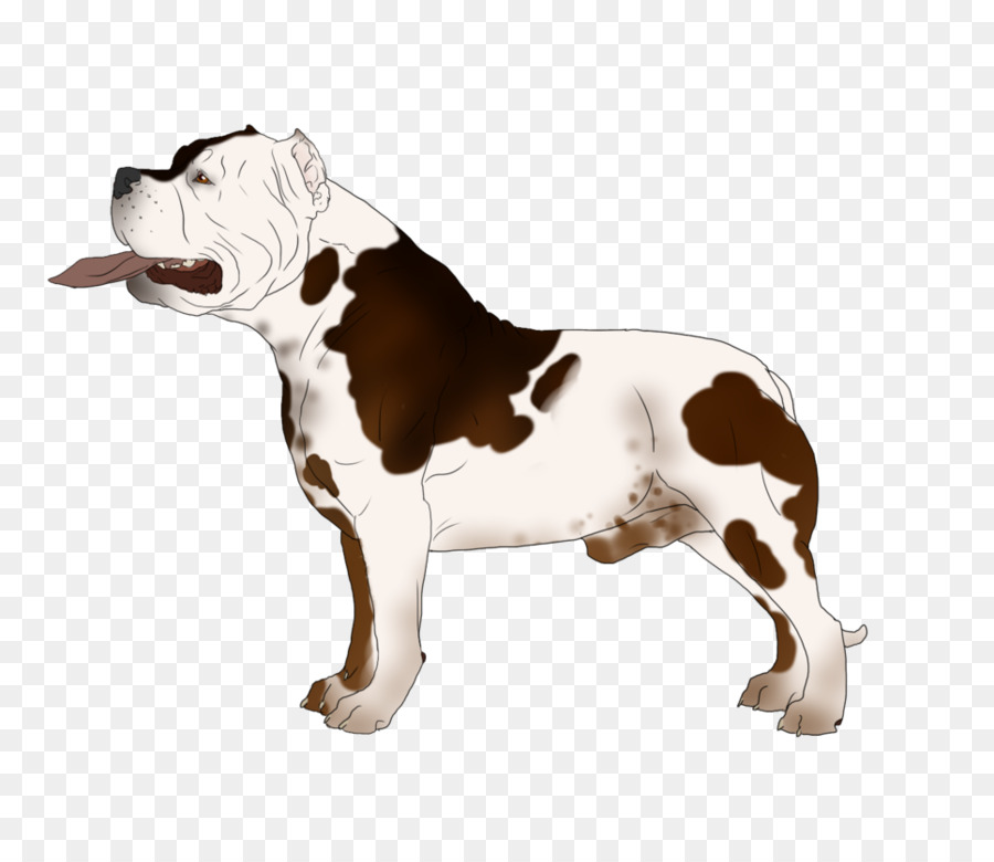 Bulldogge Inglés Viejo，Bulldog Americano PNG