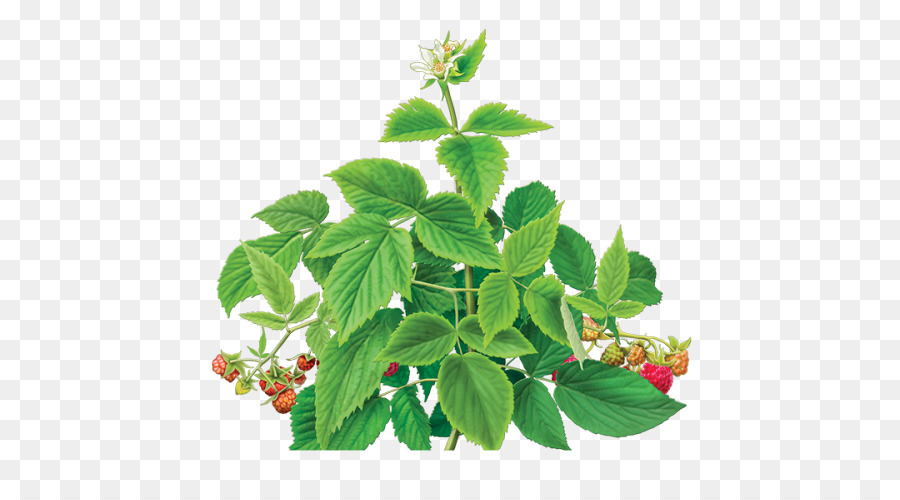 Planta De Frambuesa，Hojas PNG