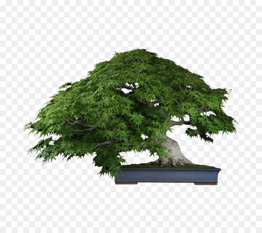 Plum Dulce China，árbol PNG