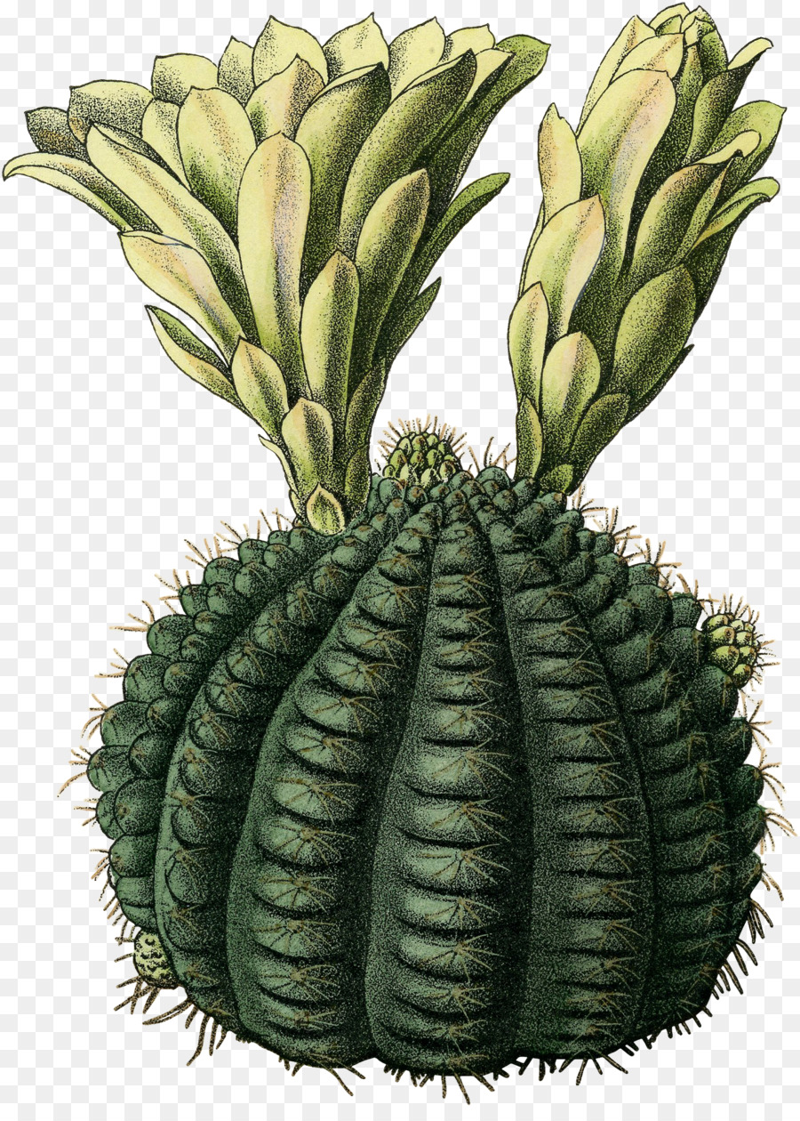 Cactus，Verde PNG