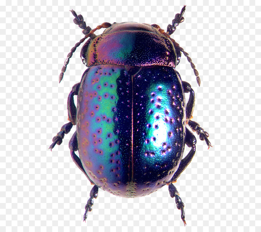 Escarabajos De La Hoja De，Chrysolina PNG