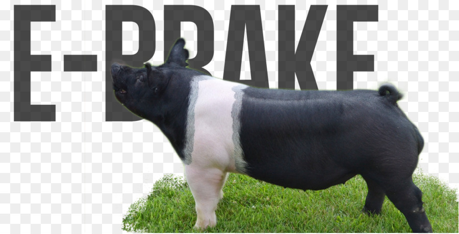 El Ganado，Cerdo PNG