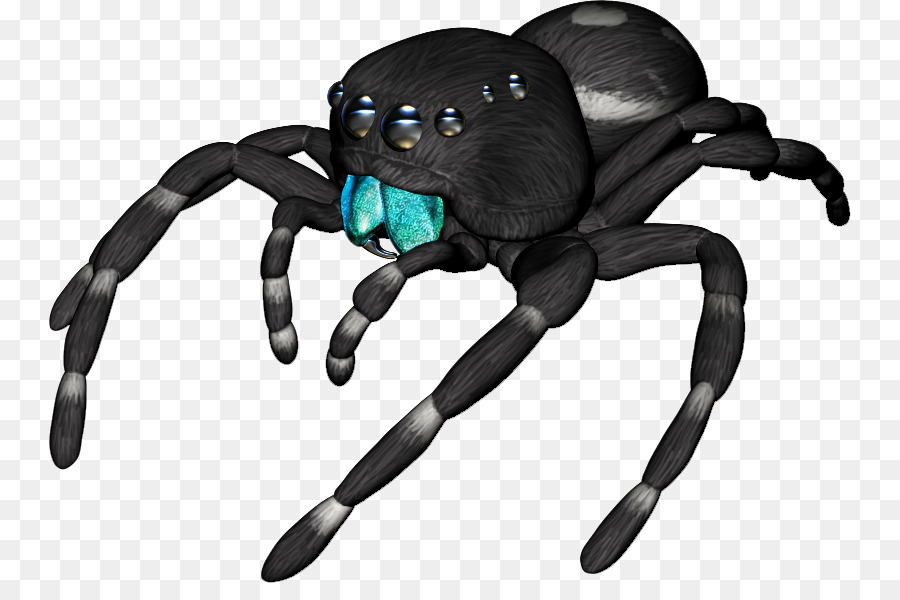 Araña，Espeluznante PNG