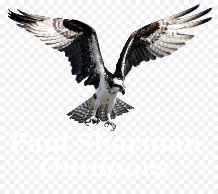 Aves，Osprey PNG