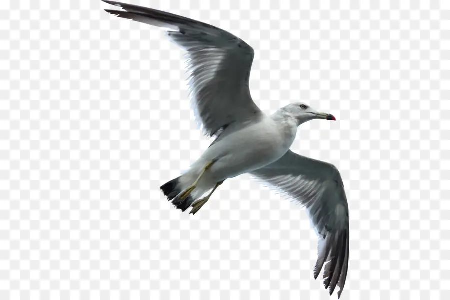 Gaviota，Vuelo PNG